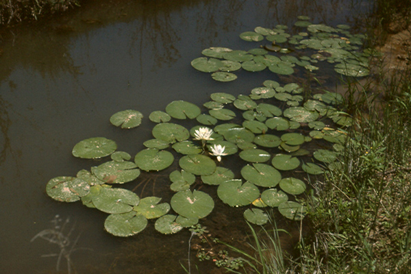 N odorata Bastrop Tx